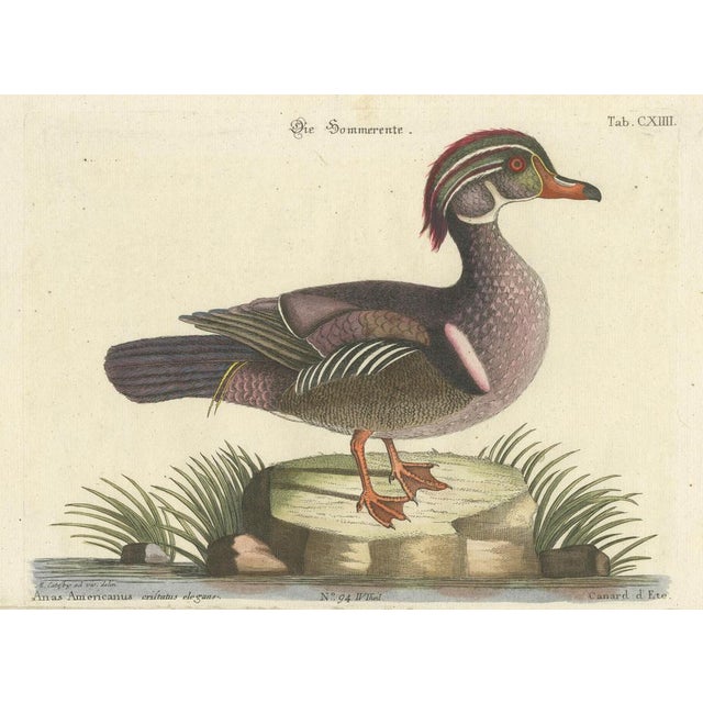 Seligmann after Mark Catesby, Wood Duck, 1770, Print For Sale - Image 12 of 14