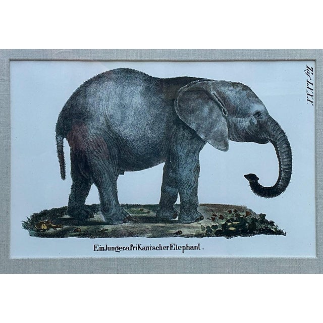 Vintage Framed Animal Illustrations - Set of 4 For Sale - Image 10 of 13