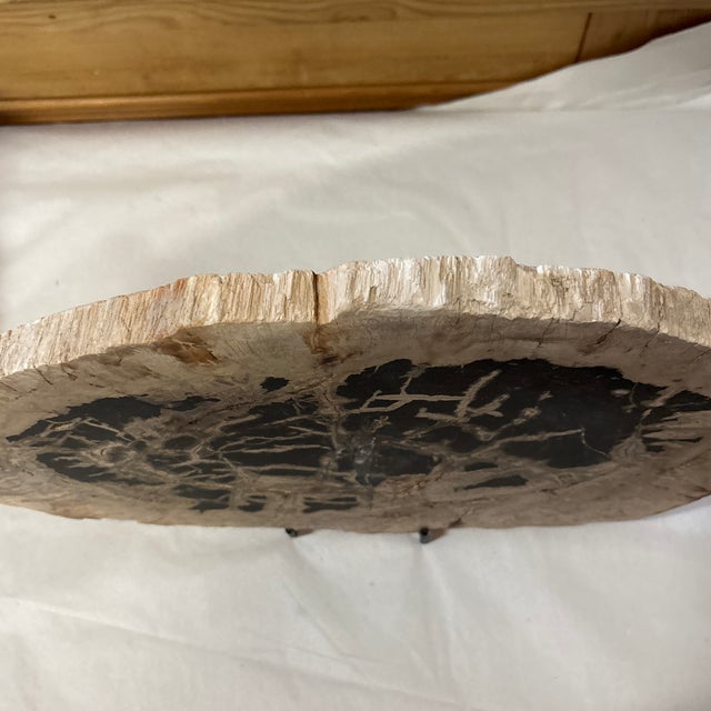Black Live Edge Petrified Wood H For Sale - Image 8 of 9