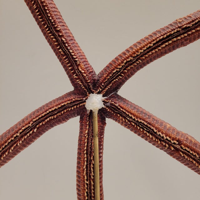 Red Starfish Ophidiaster Ophidianus, Vintage - Pacific Ocean, 1990s For Sale - Image 8 of 14