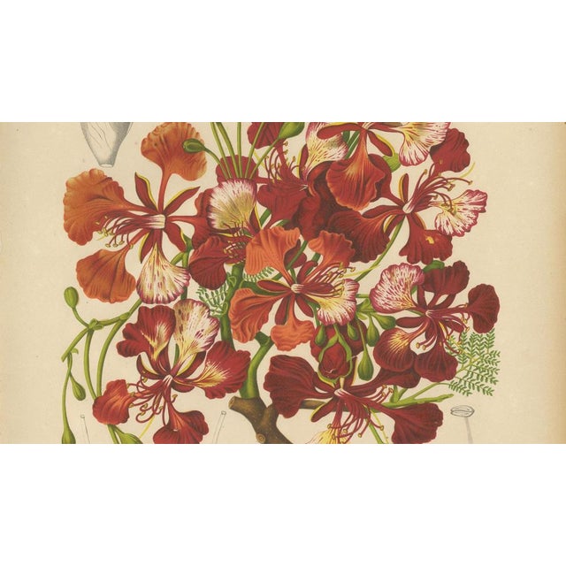 Paper Hoola van Nooten, Royal Poinciana Botanical, 1880, Chromolithograph For Sale - Image 7 of 10