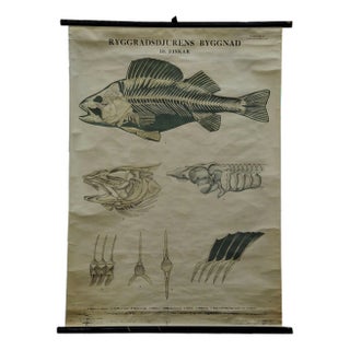 Vintage Swedish Black and White Skeleton of a Fish Rollable Wall Chart For Sale