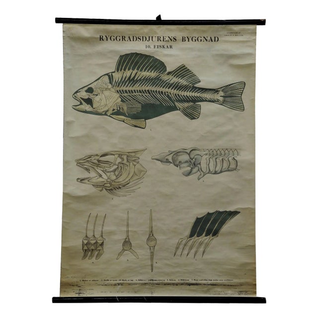 Vintage Swedish Black and White Skeleton of a Fish Rollable Wall Chart For Sale