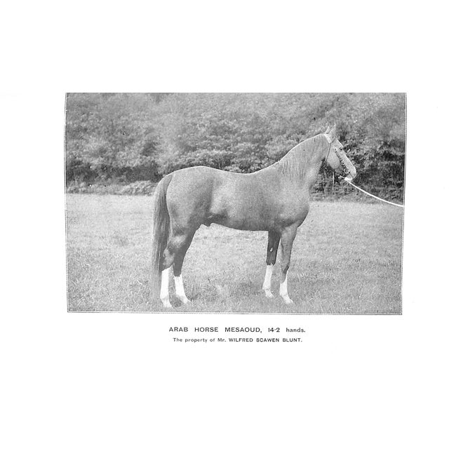 Paper "Thoroughbred & Other Ponies" 1903 Gilbey, Sir Walter Bart. For Sale - Image 7 of 7
