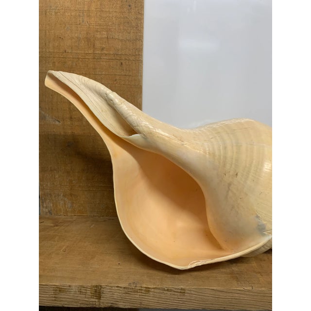Early 20th Century Extra Large Syrinx Aranus Sea Shell | Chairish