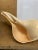 Early 20th Century Early 20th Century Extra Large Syrinx Aranus Sea Shell For Sale - Image 5 of 8