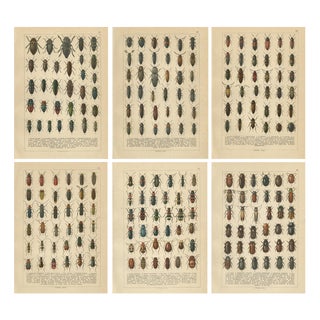 Calwer, Beetles, European Coleoptera Plates, 1893, Chromolithographs, Set of 6 For Sale