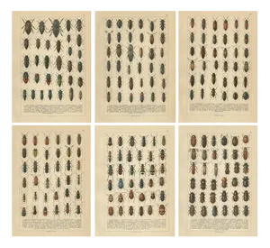 Calwer, Beetles, European Coleoptera Plates, 1893, Chromolithographs, Set of 6