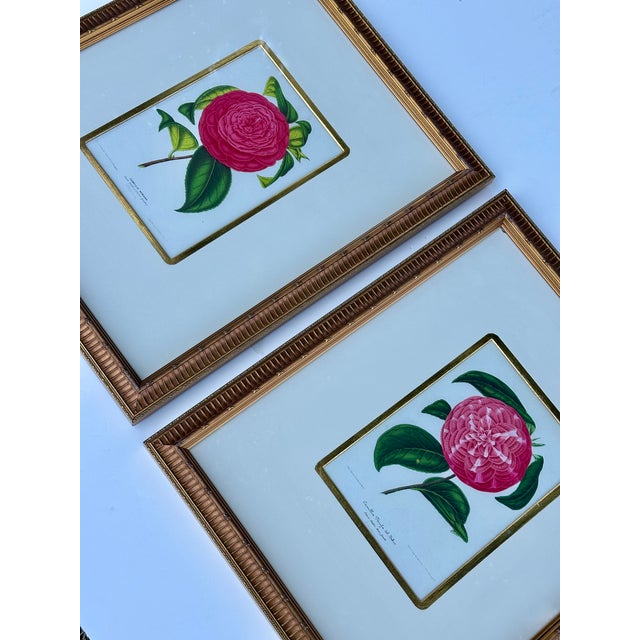 Camellia Prints, Set of 2 Framed Original Botanicals by Verschaffelt, 1845 For Sale - Image 6 of 6