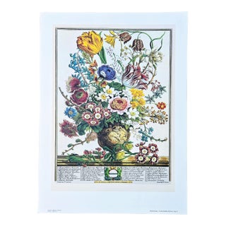 1980s Vintage Robert Furber March Botanical From "Twelve Months of Flowers” Pierpont Morgan Library Print For Sale