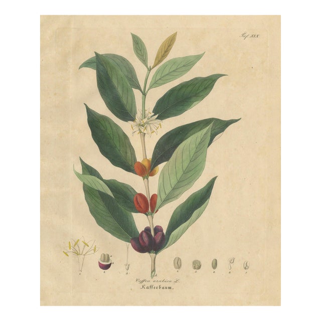 Coffea Arabica, 1800s, Paper For Sale
