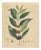 Coffea Arabica, 1800s, Paper For Sale