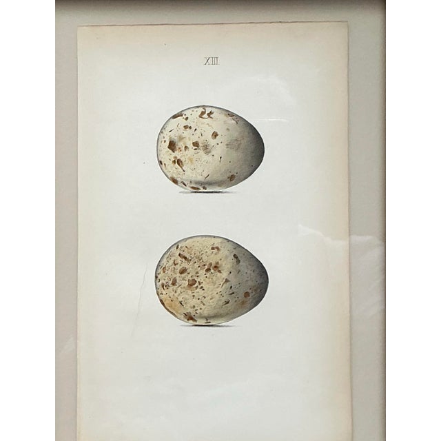 Vintage Original Book Plates of Eggs - A Pair For Sale - Image 12 of 12
