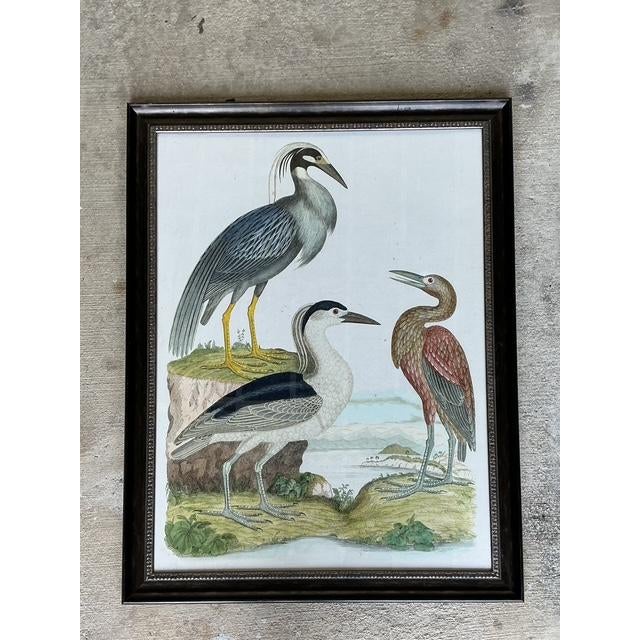 Late 20th Century Vintage Audubon Print of Three Birds For Sale - Image 5 of 12