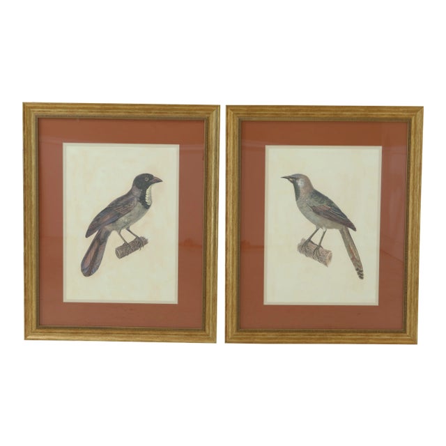 Large Framed & Matted Colored Bird Prints - a Pair For Sale