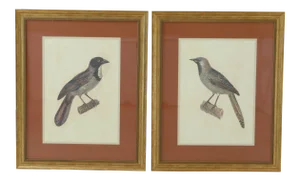 Large Framed & Matted Colored Bird Prints - a Pair