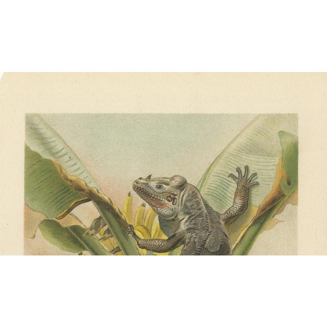 Late 19th Century P. J. Smit, The Black Iguana on Banana Tree, 1895, Color Lithograph For Sale - Image 5 of 9