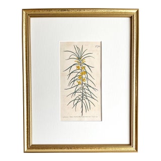 Antique Original Hand Colored Curtis Floral Botanical Etching c.1804 For Sale