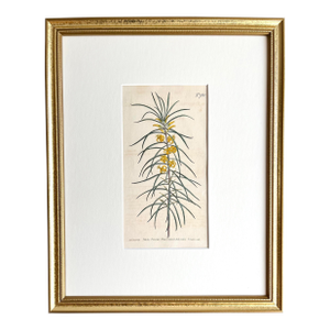 Antique Original Hand Colored Curtis Floral Botanical Etching c.1804