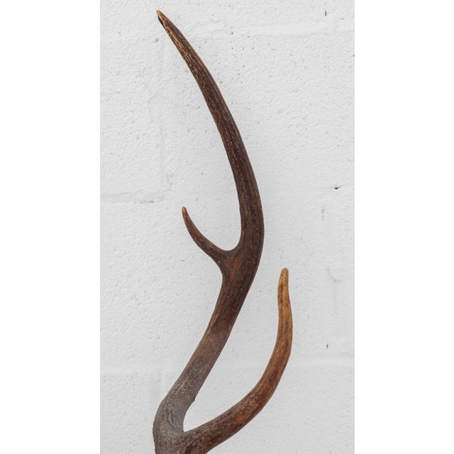 White-Tailed Deer Trophy For Sale - Image 4 of 8