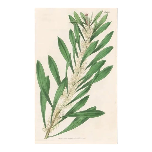 1839 Antique Finger Hakea Hand Colored Engraving For Sale