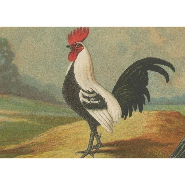 The Silver Bantam Game Fowl, 1888, Lithograph For Sale - Image 4 of 10