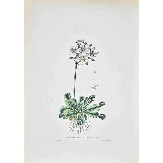 Lithograph hand watercolored. Plate from "Atlante di Botanica popolare ossia Illustrazione di Piante Notevoli di ogni...