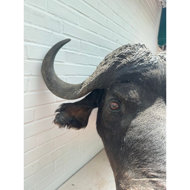 Brown Late 20th Century Cape Buffalo From Africa Custom Wall Mount Taxidermy For Sale - Image 8 of 12