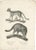 Schinz, Illustration of the African and European Wildcat, 1830s, Print For Sale