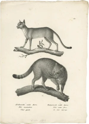 Schinz, Illustration of the African and European Wildcat, 1830s, Print