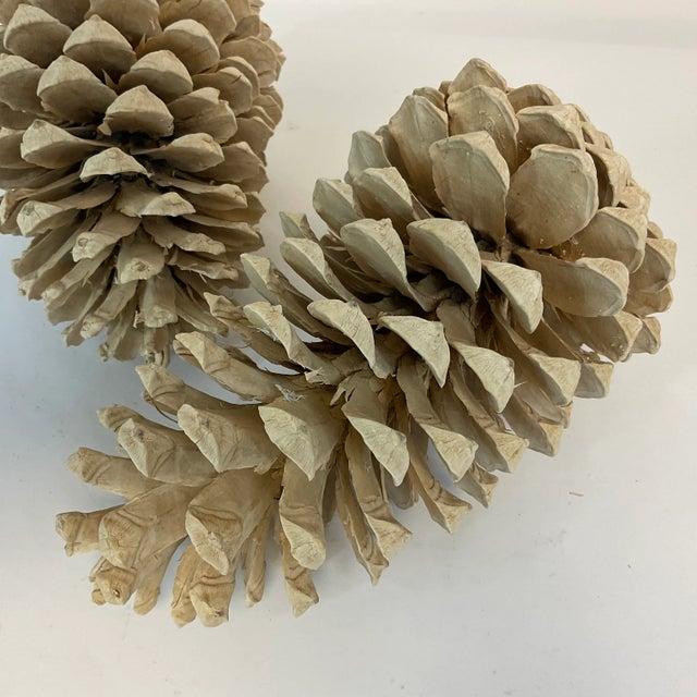 Pinecones add such a lovely decor touch during the fall and winter holidays. We’ve curated these two large ones that have...