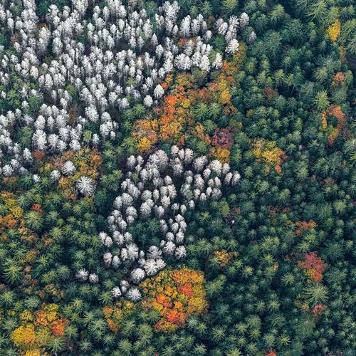 Forest Green Bernhard Lang, Bavarian_Forest_014, Photograph For Sale - Image 8 of 8