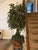 Custom Made Artificial Ficus Benjamin Tree For Sale - Image 12 of 12