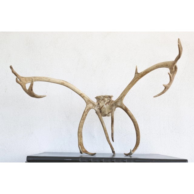 Bone Scandinavian Reindeer Antlers From Northern Sweden, Ca 1990s For Sale - Image 7 of 9