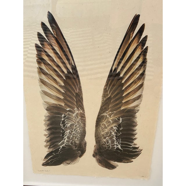 Large Format Photographs on Parchment of Owl & Duck’s Wings For Sale In Philadelphia - Image 6 of 13