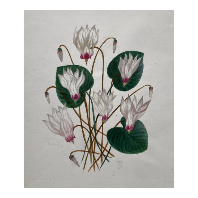 Antique Floral Botanical Watercolor For Sale