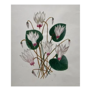 Antique Floral Botanical Watercolor