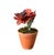 English Vintage Potted Tole Red Poppy Flower / Floral Arrangement by Artist Helen Hornberger in an Antique Terracotta Pot For Sale - Image 3 of 8