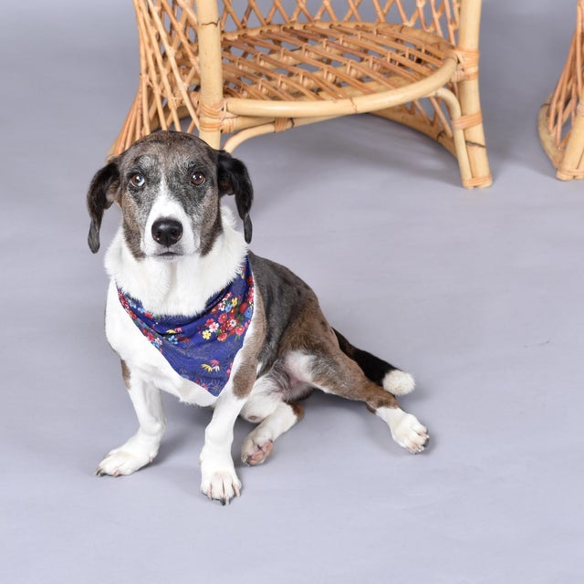 Pair of Vintage Trellis Woven Barrel Back Rattan Lounge Chairs For Sale - Image 10 of 17