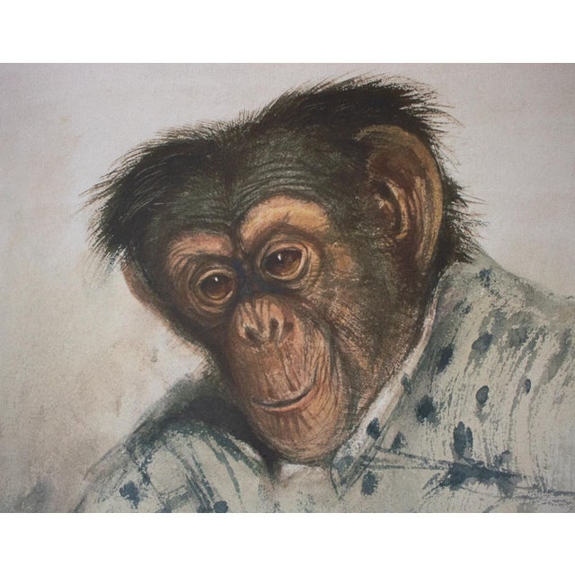 After Edward Lear "Portrait of Chimpanzee", Large Reproduction Print in Antique Frame For Sale - Image 4 of 10