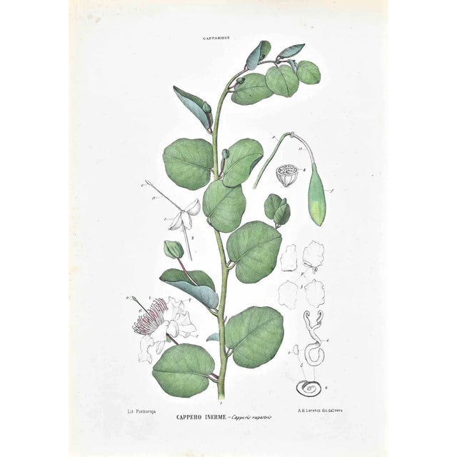 Vincenzo Tenore, The Capparidee, Lithograph, 1870s For Sale