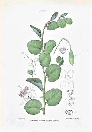 Vincenzo Tenore, The Capparidee, Lithograph, 1870s
