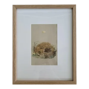 1855 Framed Woodblock Print, "A Natural History of the Nests & Eggs of British Birds"