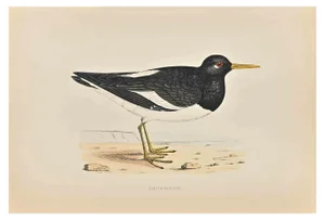 Alexander Francis Lydon, Oyster-Catcher, Woodcut Print, 1870