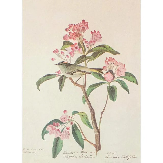 Cuvier's Regulus After Audubon, 1966 Cottage Print For Sale - Image 9 of 9