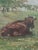 1930s 1930s Oil Painting Rural Countryside Landscape With Cow For Sale - Image 5 of 16