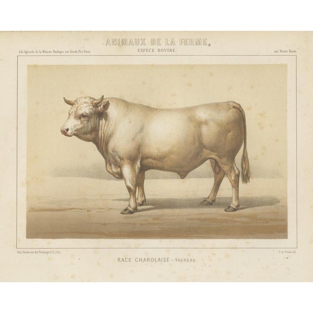 Borie, Charolais Bull, French Cattle Breed, 1863, Chromolithograph For Sale - Image 9 of 9