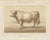 Borie, Charolais Bull, French Cattle Breed, 1863, Chromolithograph For Sale - Image 9 of 9