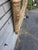 19th Century American Federal Gilded Hallway Wall Mirror. For Sale - Image 4 of 13
