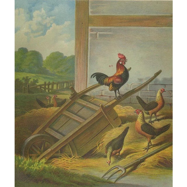 Late 19th Century The Lively Golden Bantam Game Fowl, 1888, Paper For Sale - Image 5 of 10